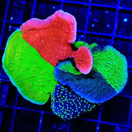 Combo Montipora Colony Coral