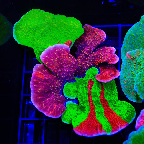 Combo Montipora Colony Coral