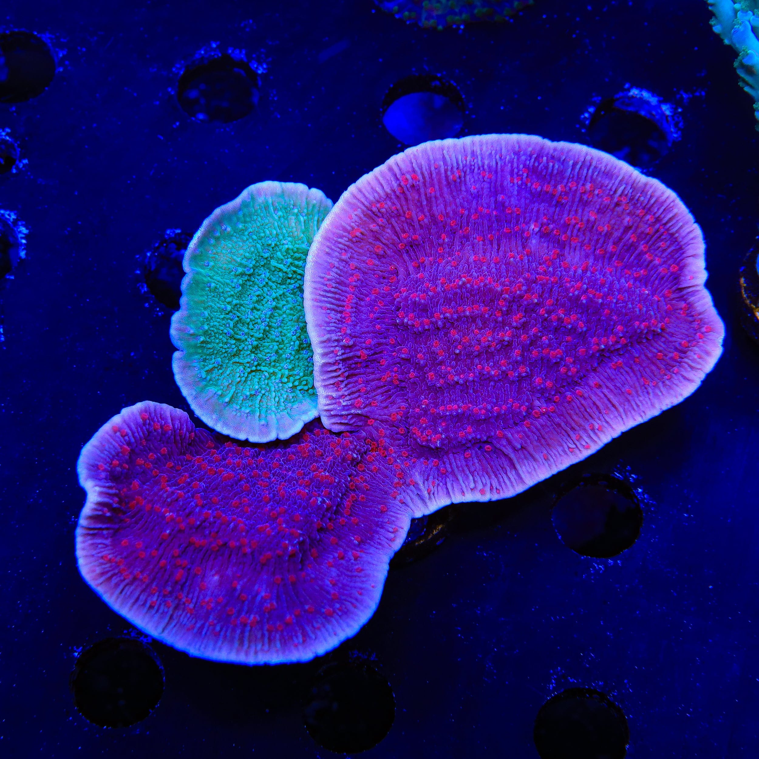 Combo Montipora Colony Coral