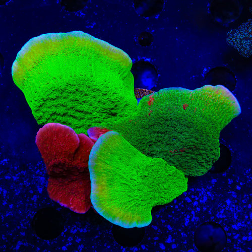 Combo Montipora Colony Coral