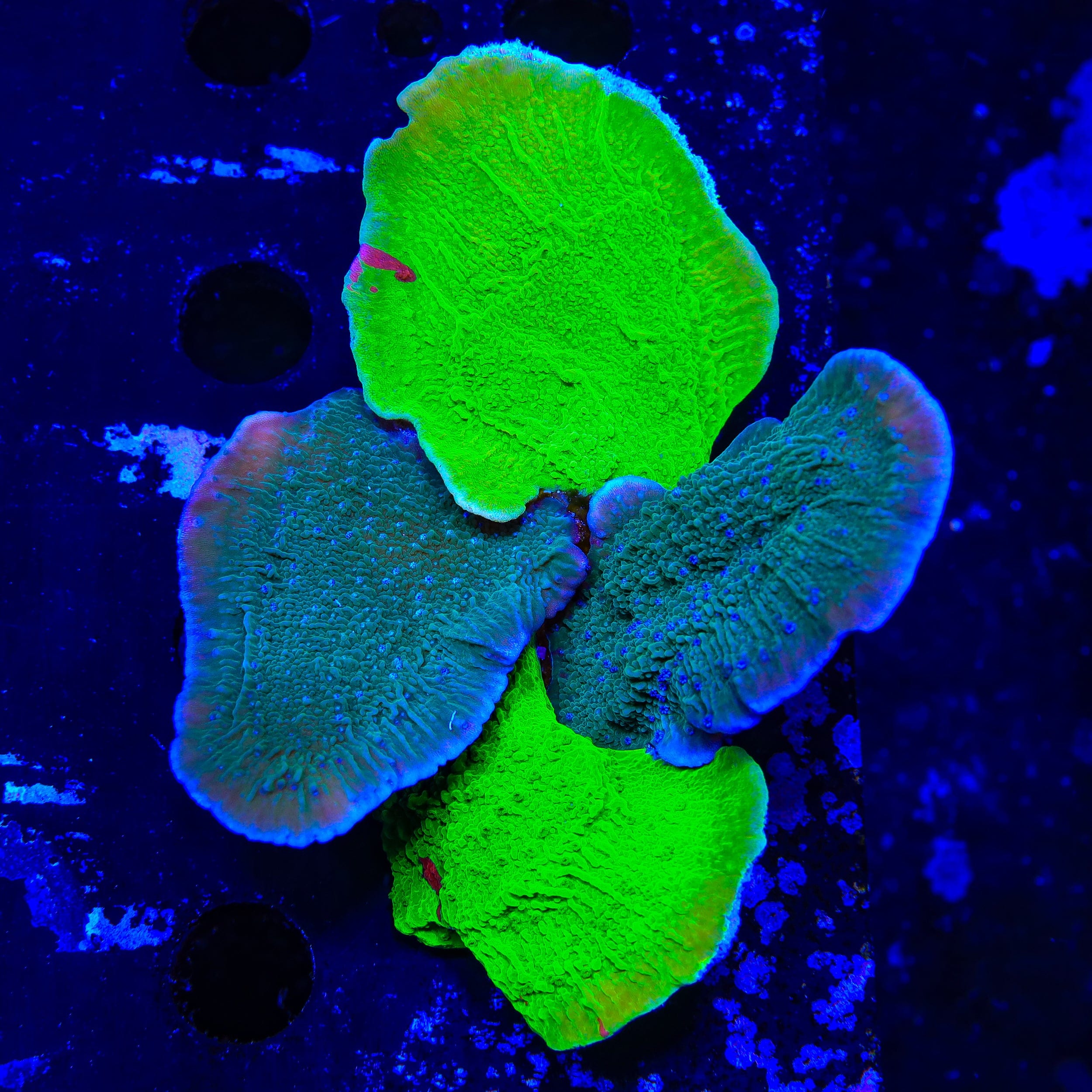 Combo Montipora Colony Coral