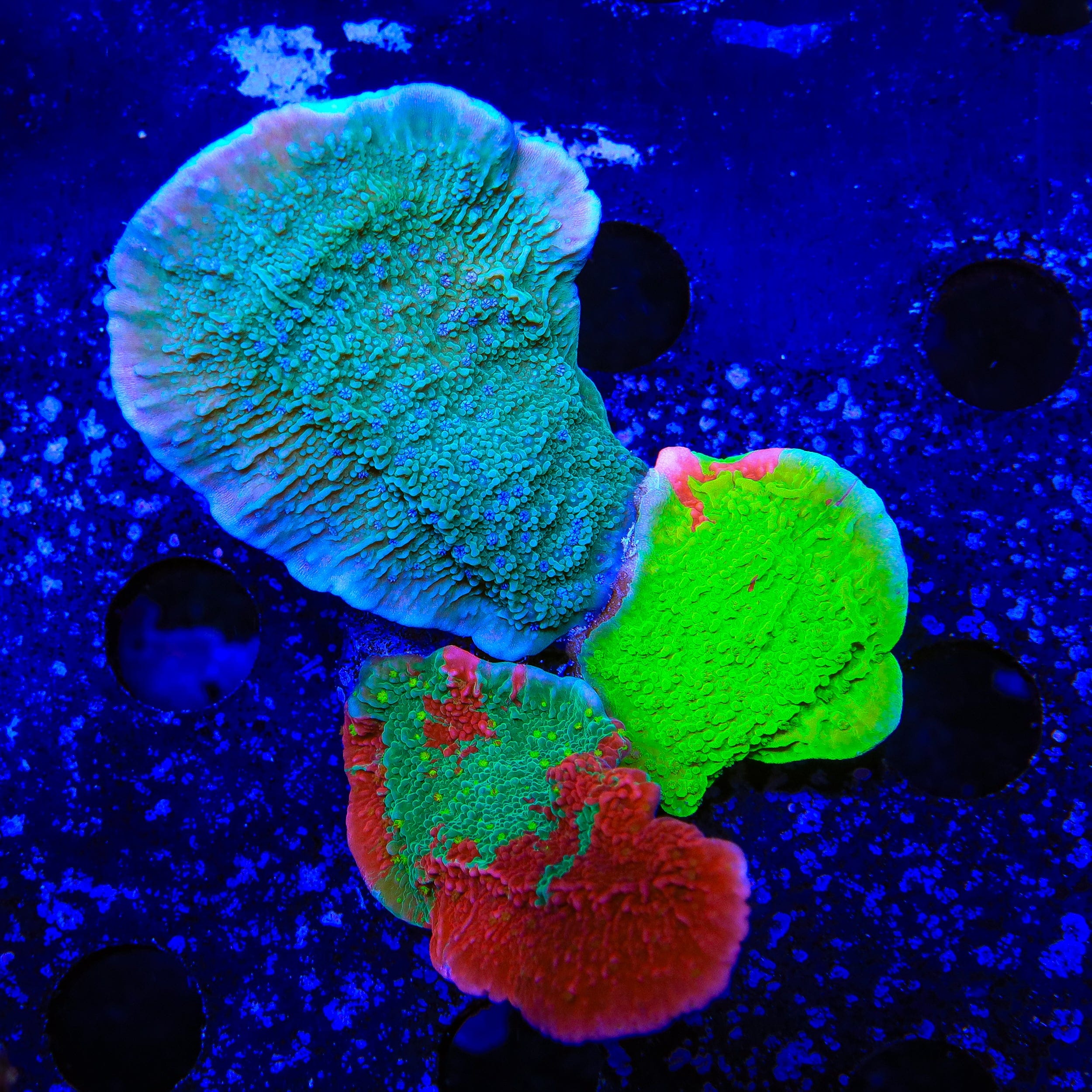 Combo Montipora Colony Coral
