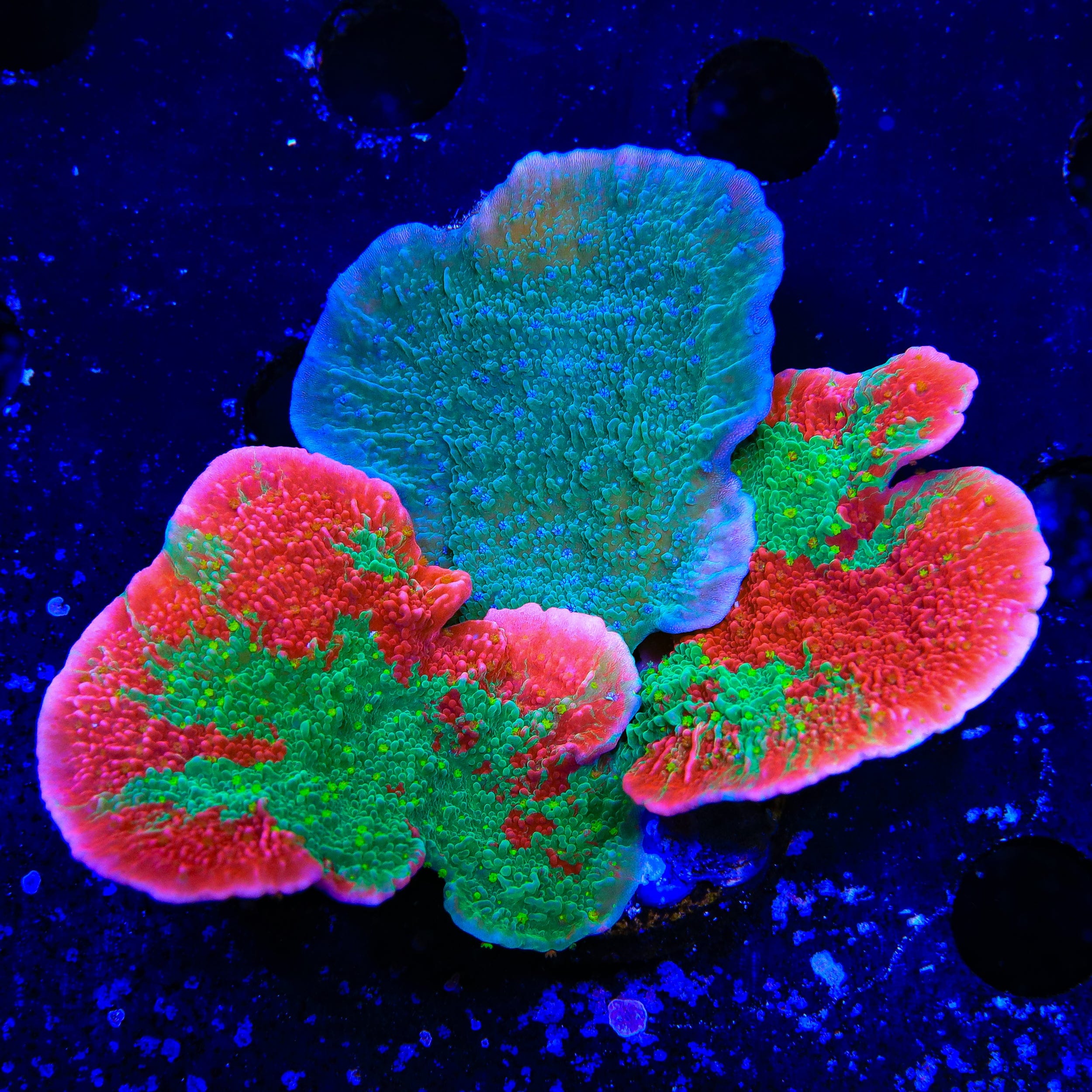 Combo Montipora Colony Coral