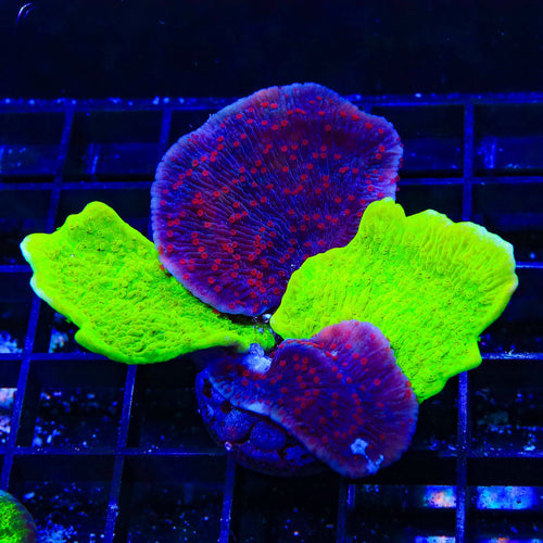 Combo Montipora Colony Coral