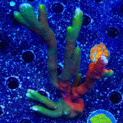 Contraband Montipora Digitata Colony Coral