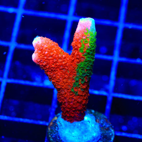 Contraband Montipora Digitata Coral