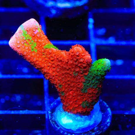 Contraband Montipora Digitata Coral