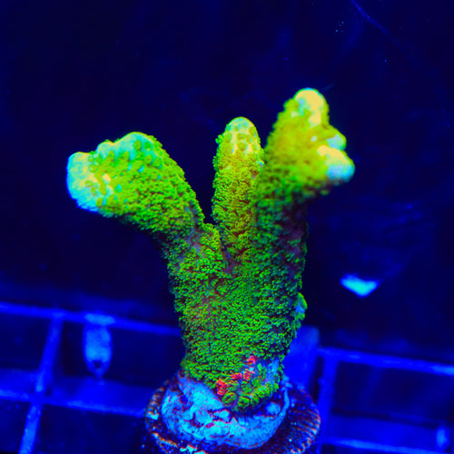 Contraband Montipora Digitata Coral