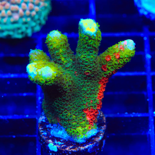 Contraband Montipora Digitata XL Frag Coral