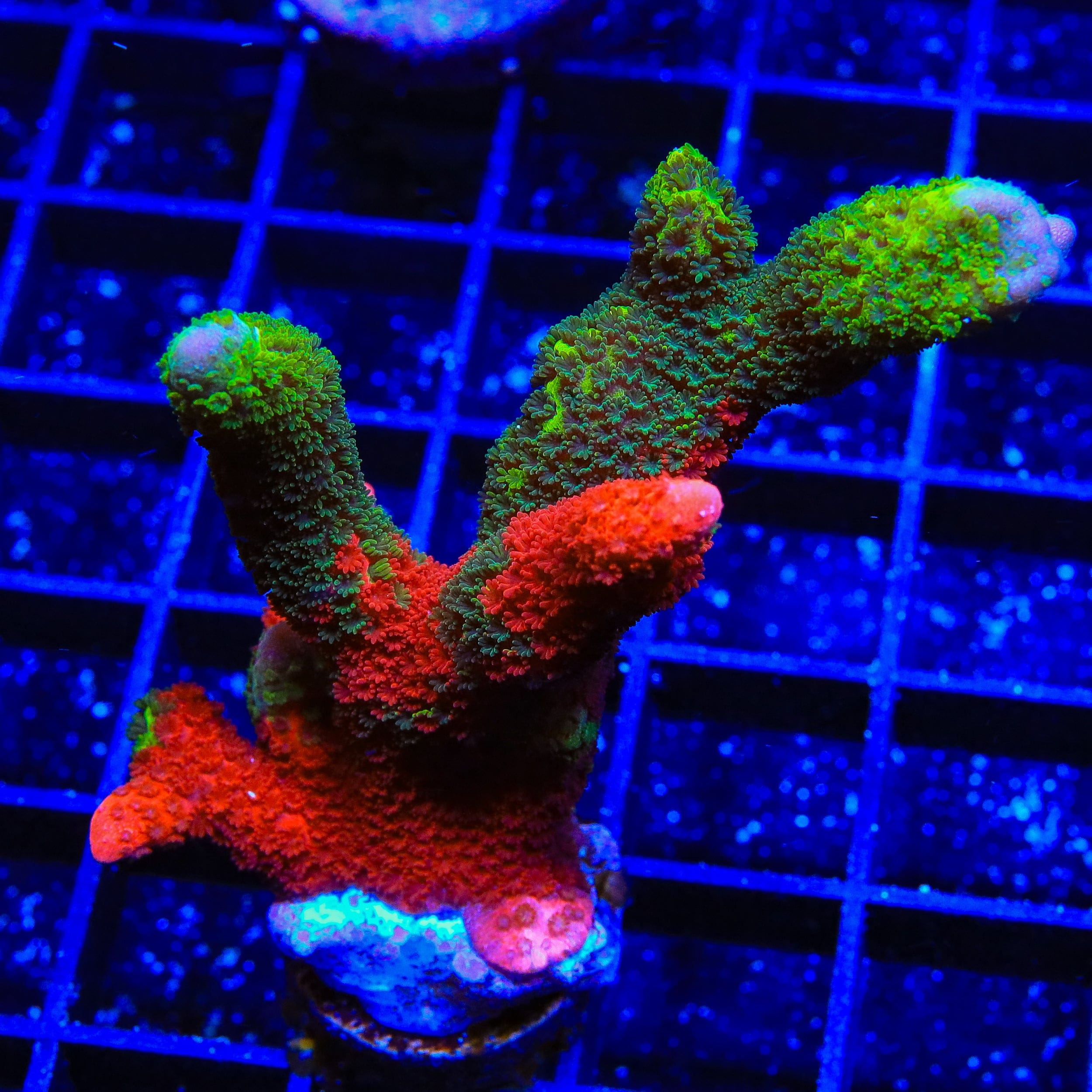 Contraband Montipora Digitata XL Frag Coral