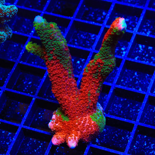 Contraband Montipora Digitata XL Frag Coral