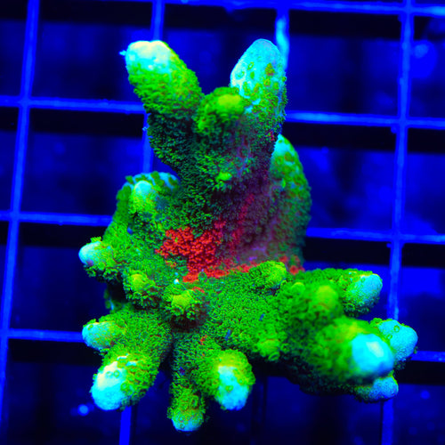 Contraband Montipora Digitata XL Frag Coral