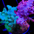 Cool Runnings Combo Cyphastrea Coral