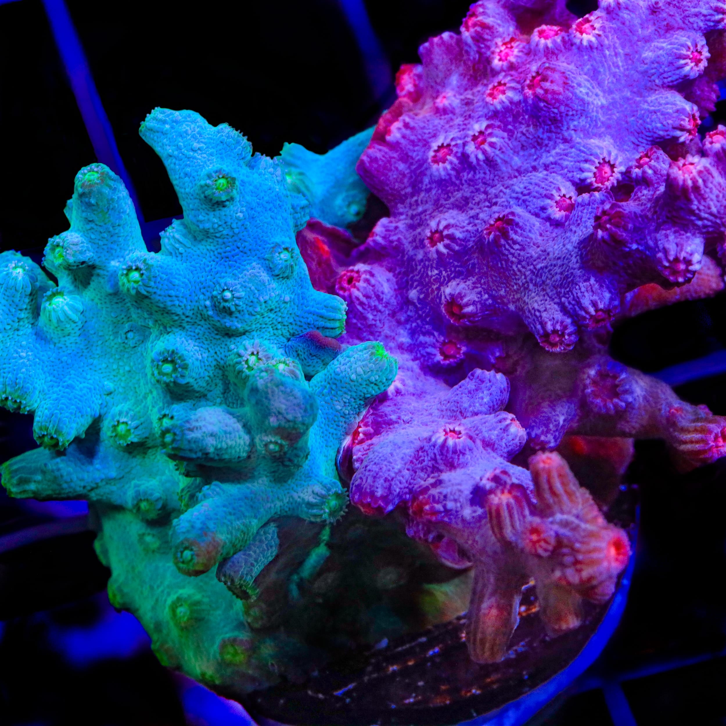 Cool Runnings Combo Cyphastrea Coral