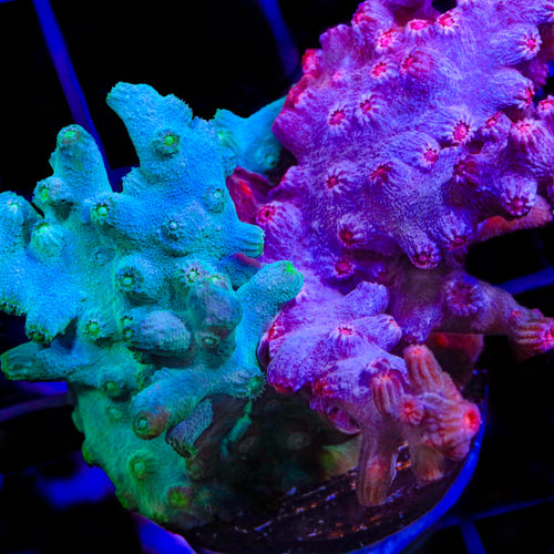 Cool Runnings Combo Cyphastrea Coral
