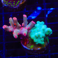 Cool Runnings Combo Cyphastrea Coral
