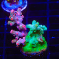 Cool Runnings Combo Cyphastrea Coral