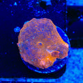 Copperhead Mushroom Coral