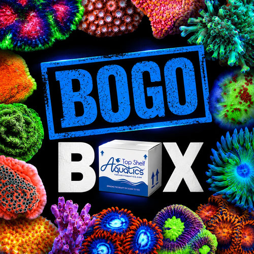 Coral BOGO Box – Top Shelf Aquatics
