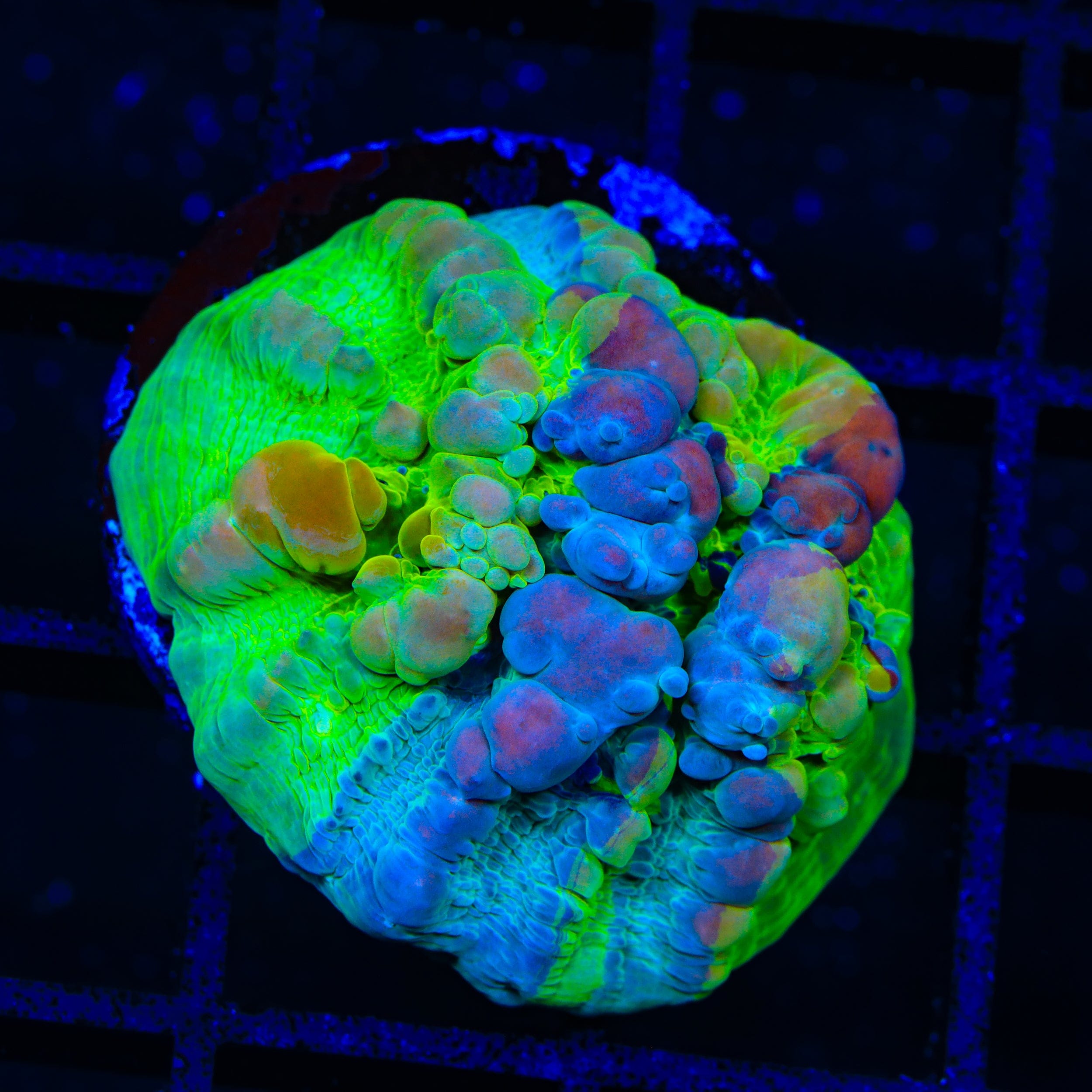 Cosmic Candy Bounce Triple Graft Chalice Coral