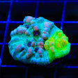 Cosmic Candy Grafted Bounce Chalice Coral