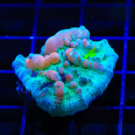 Cosmic Candy Grafted Bounce Chalice Coral