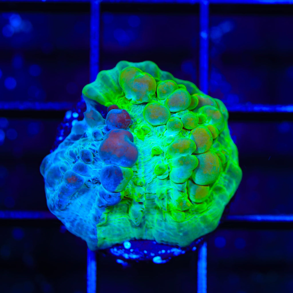 Cosmic Candy Grafted Bounce Chalice Coral