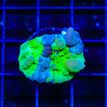Cosmic Candy Grafted Bounce Chalice Coral