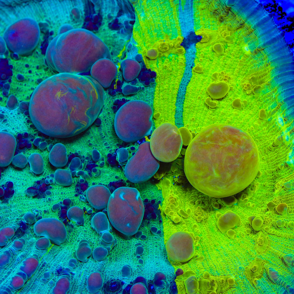 Cosmic Candy Grafted Bounce Chalice Coral