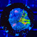 Crayola Meltdown Chalice Coral