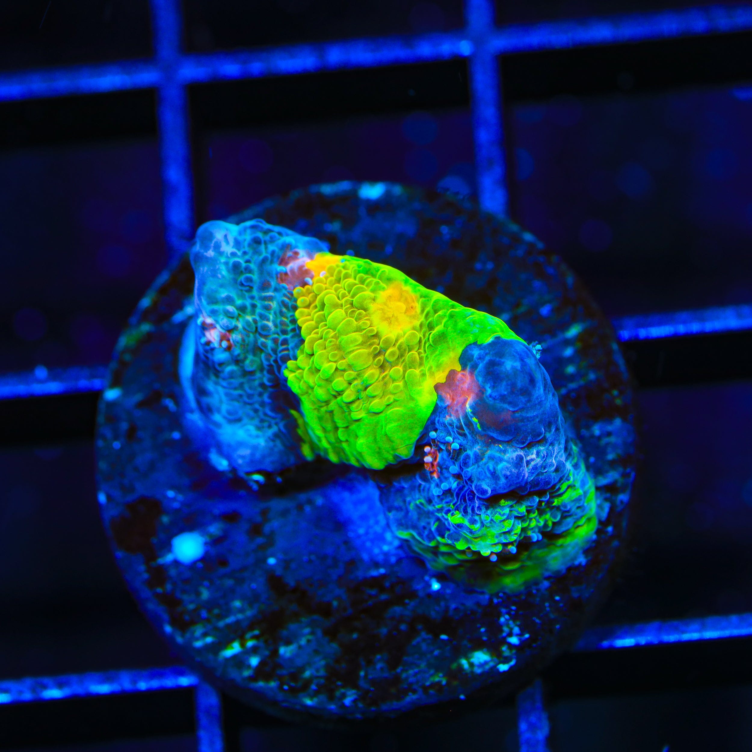 Crayola Meltdown Chalice Coral