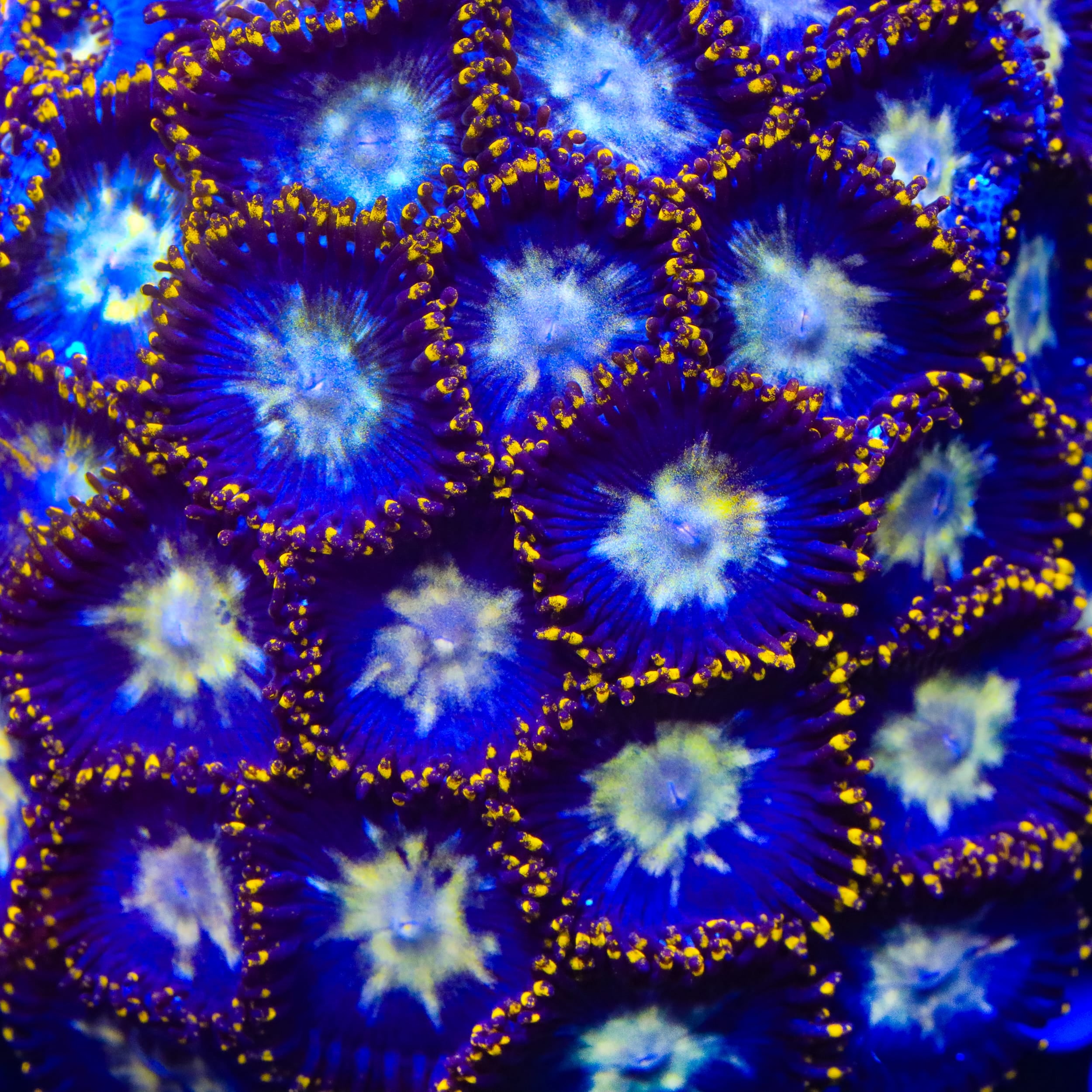 Crown Royal Zoanthids Coral