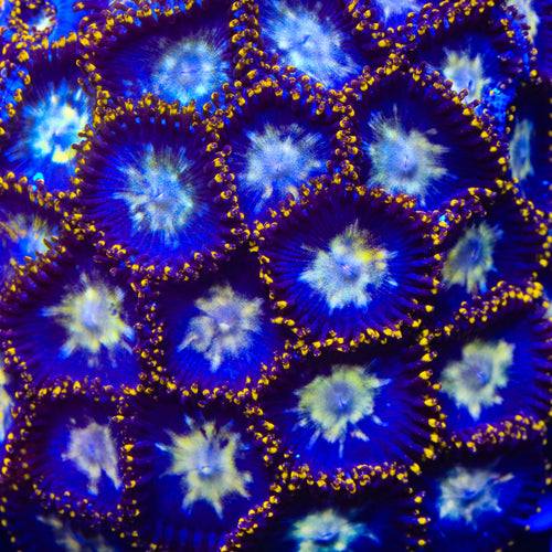 Crown Royal Zoanthids Coral