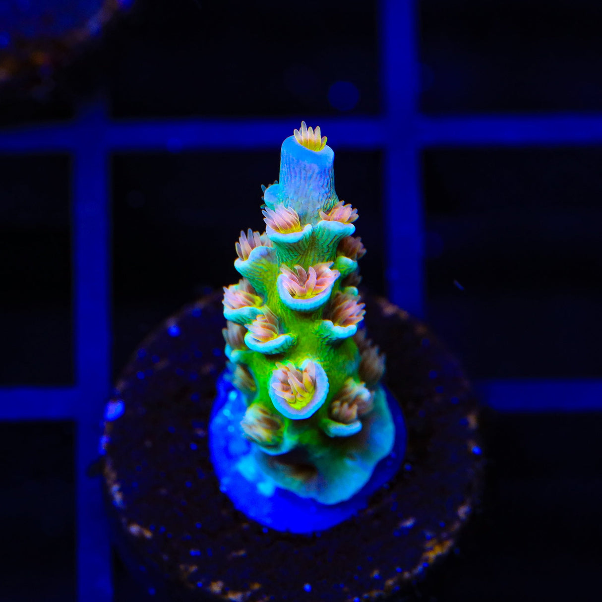 CRT Golden Eye Acropora Coral
