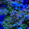 CRT Golden Eye Acropora Coral