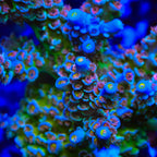 CRT Golden Eye Acropora Coral