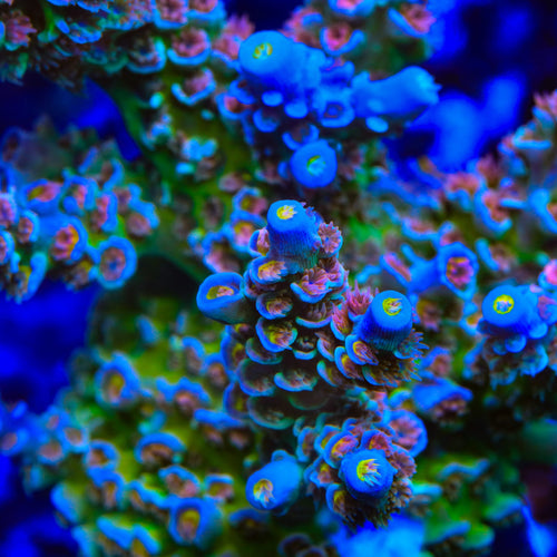 CRT Golden Eye Acropora Coral