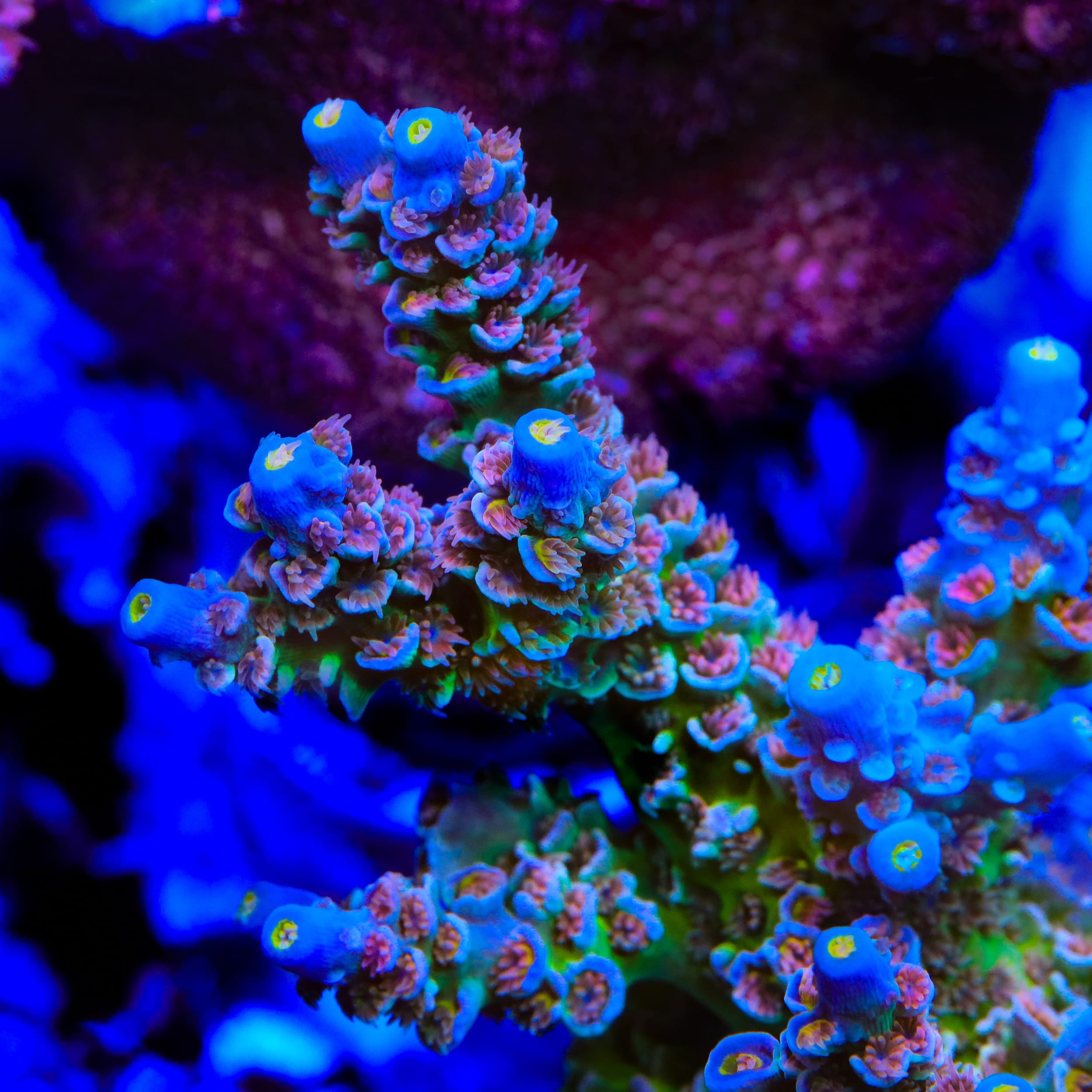 CRT Golden Eye Acropora Coral