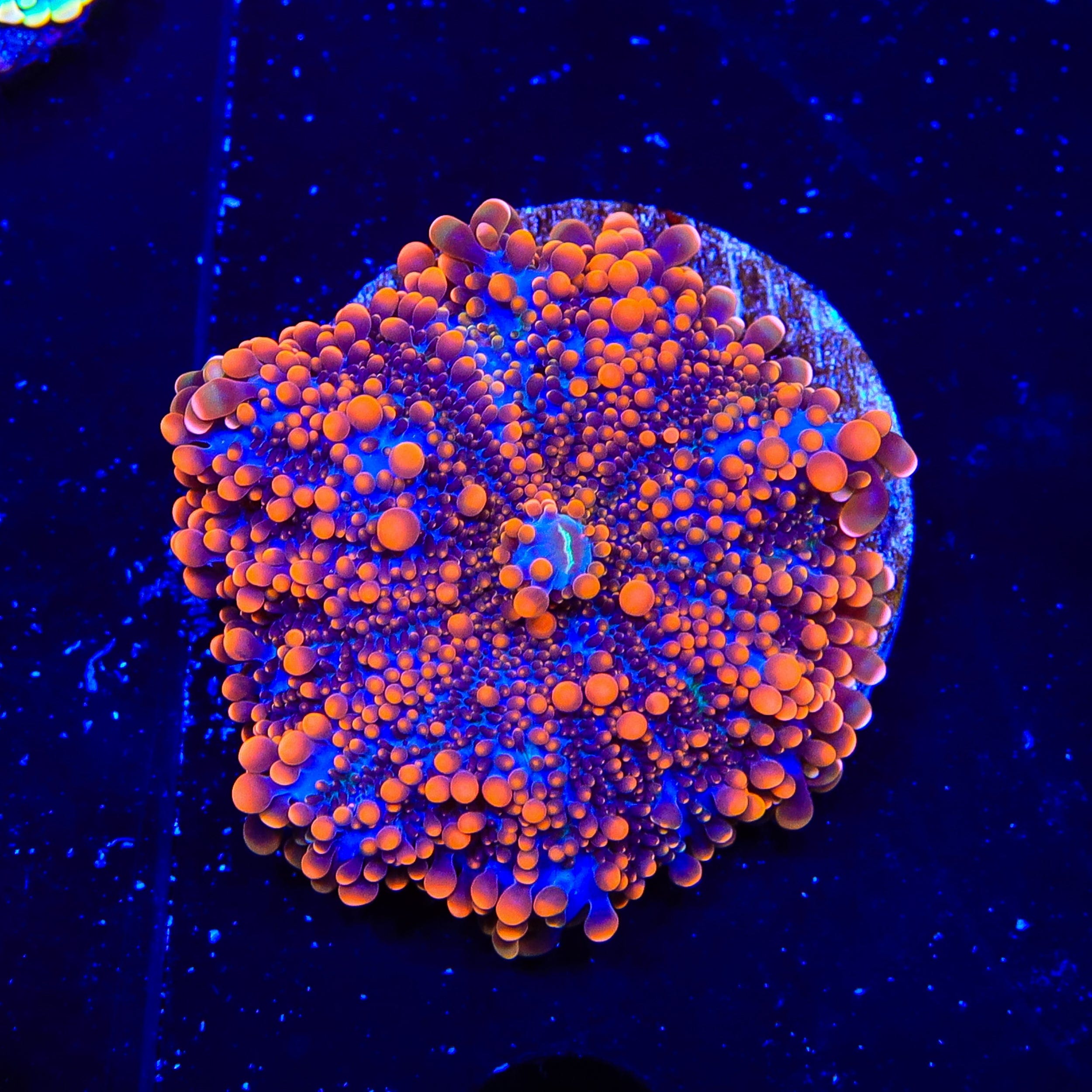Crush Yuma Coral