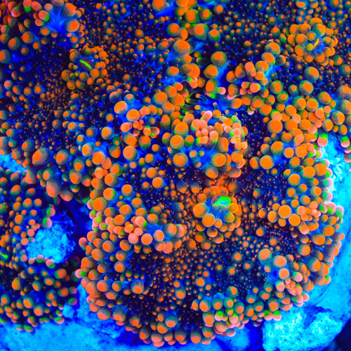 Cyclops Yuma Mushroom Coral