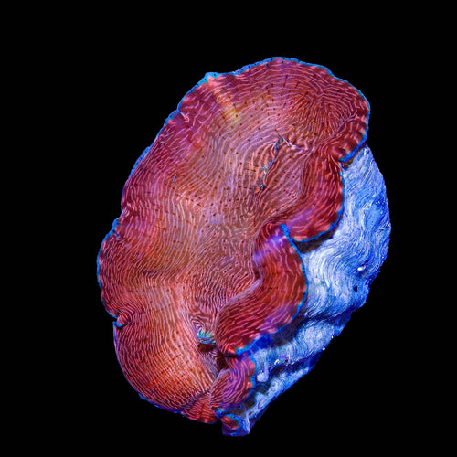Derasa Clam