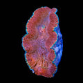 Derasa Clam