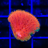 Diablo Grafted Diaseris Plate Coral