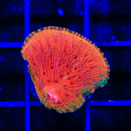 Diablo Grafted Diaseris Plate Coral