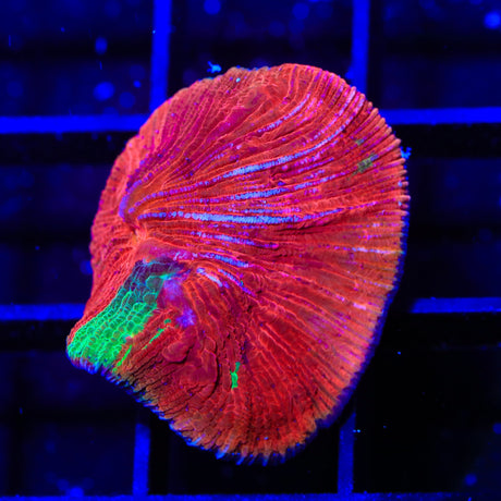 Diablo Grafted Diaseris Plate Coral