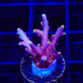 Diablo Grafted Diaseris Plate Coral