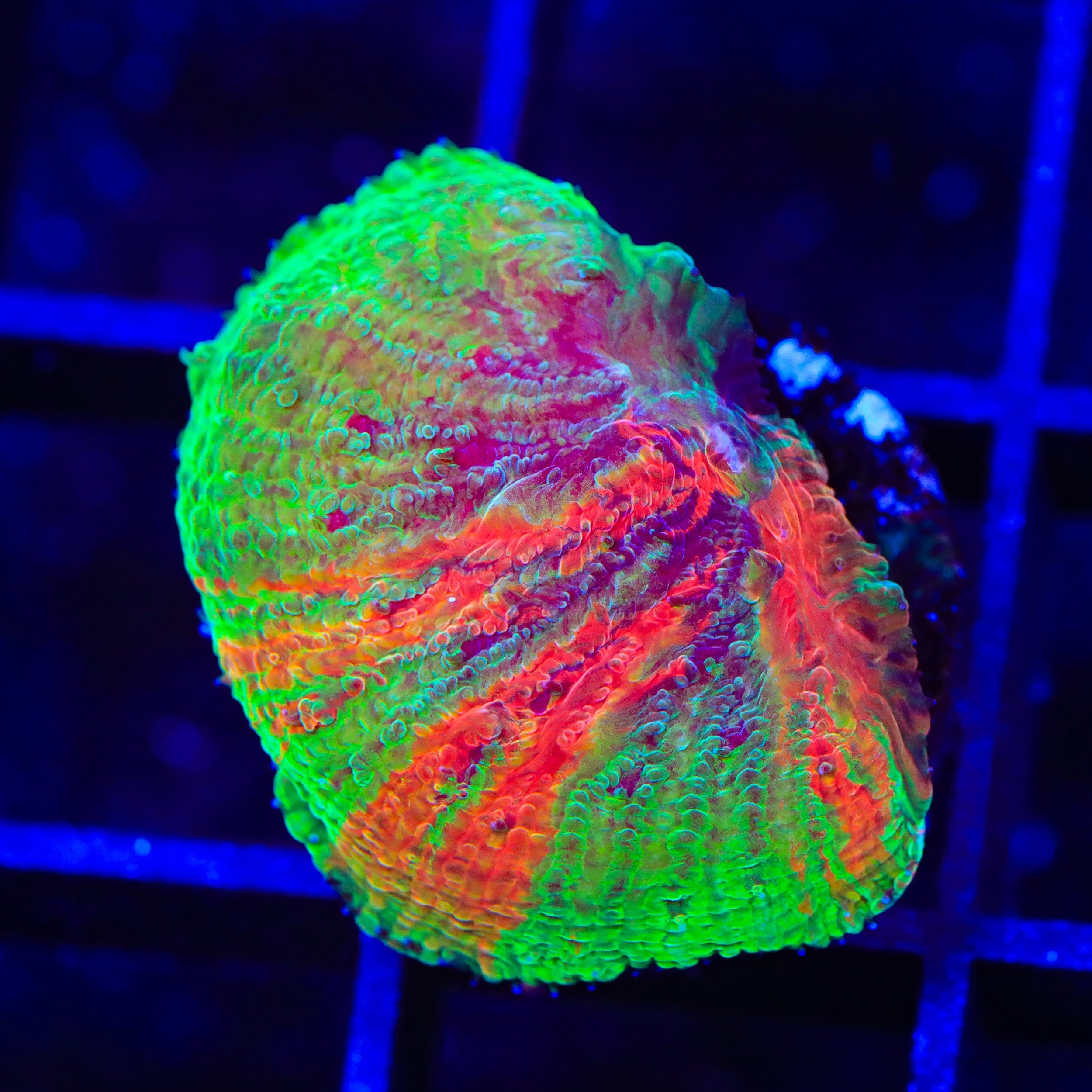 Diablo Grafted Diaseris Plate Coral