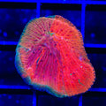Diablo Grafted Diaseris Plate Coral