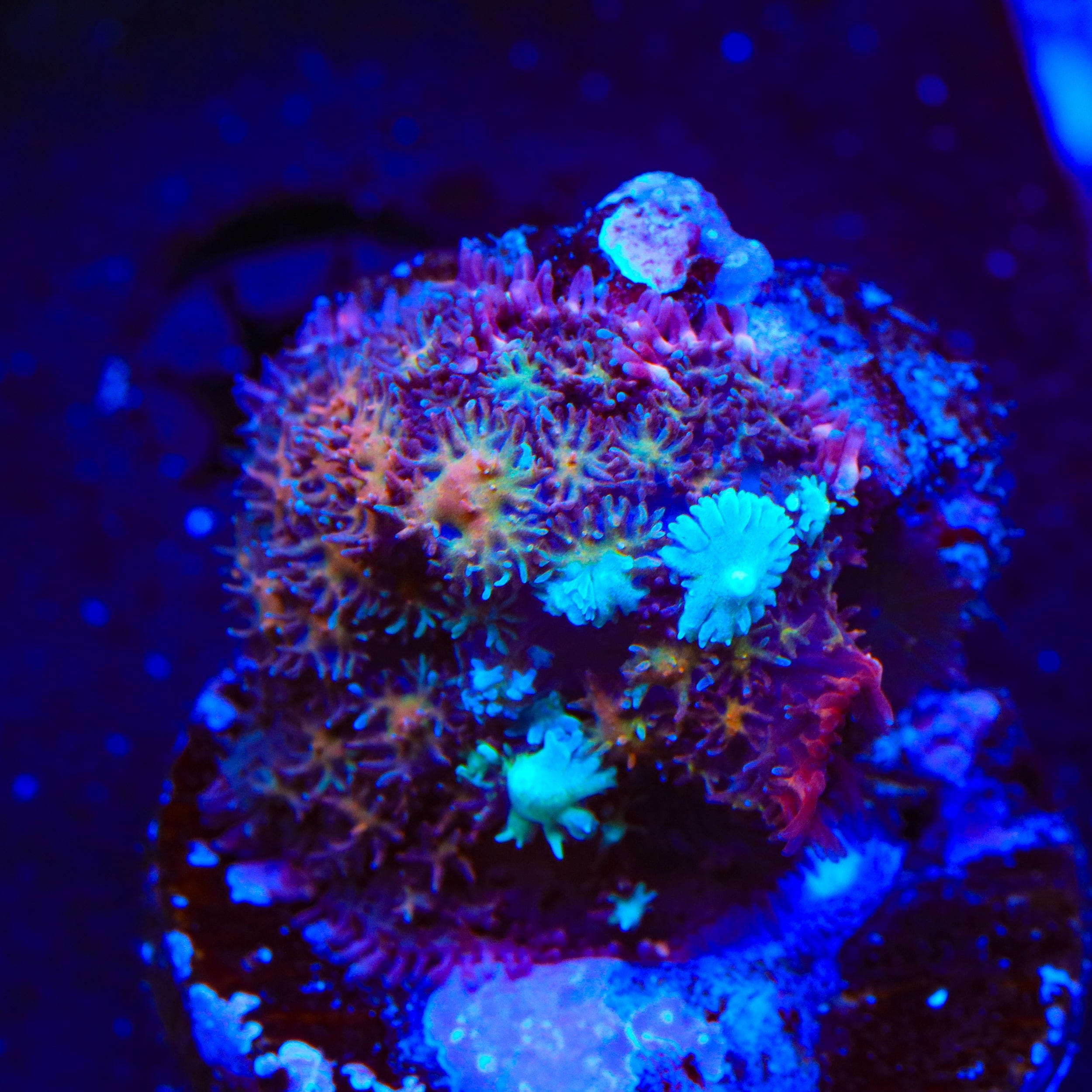 Dirty Harry Mushroom Coral