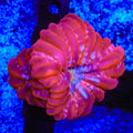 Double Ultra Red Cynarina Coral